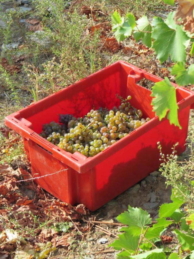 Stay At The Winemaker Ervedosa do Douro Esterno foto