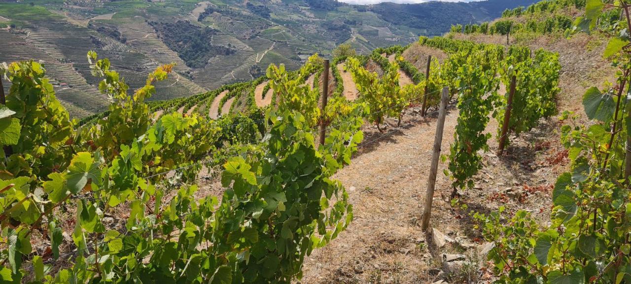 Stay At The Winemaker Ervedosa do Douro Esterno foto